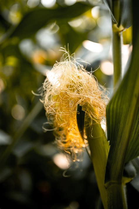 Corn 101 Sex In The Cornfield Matt Addington Creative