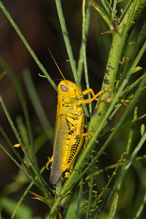 Differential Grasshopper (Melanoplus differentialis)