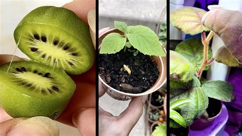 How To Grow Hardy Kiwi Kiwi Berries Easy Method Youtube