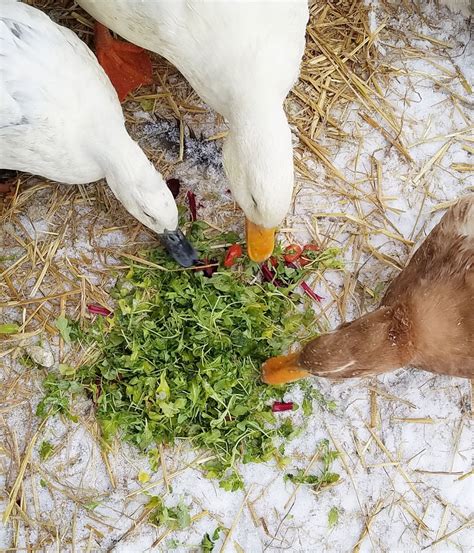 Healthy Treats For Backyard Ducks Fresh Eggs Daily With Lisa Steele