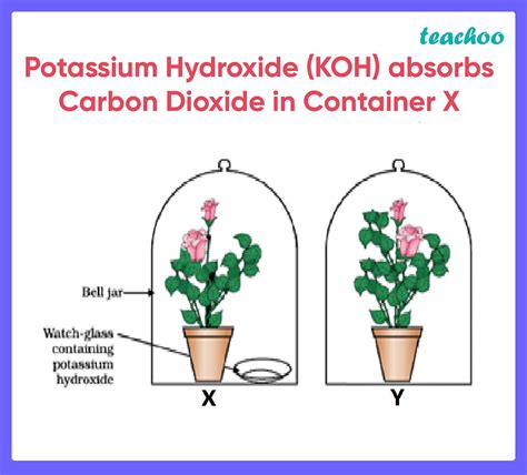 Biology Class Observe The Experimental Setup Shown Below Name