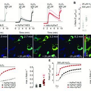 Multiparametric Live Cell Imaging Of H2O2 In Co Cultured Cell Lines