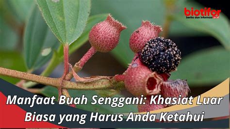 Manfaat Buah Senggani Khasiat Luar Biasa Yang Harus Anda Ketahui