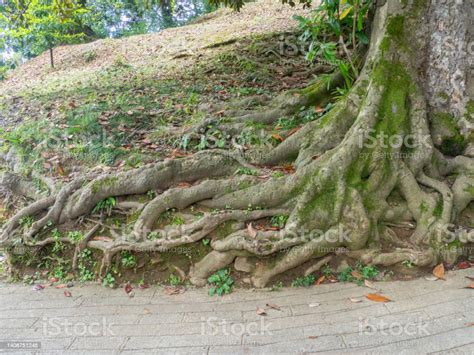 Photo Libre De Droit De Un Énorme Vieil Arbre Aux Racines Entrelacées