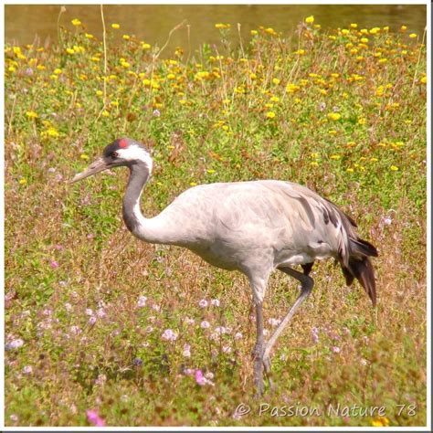 La migration des Grues cendrées Passion Nature 78