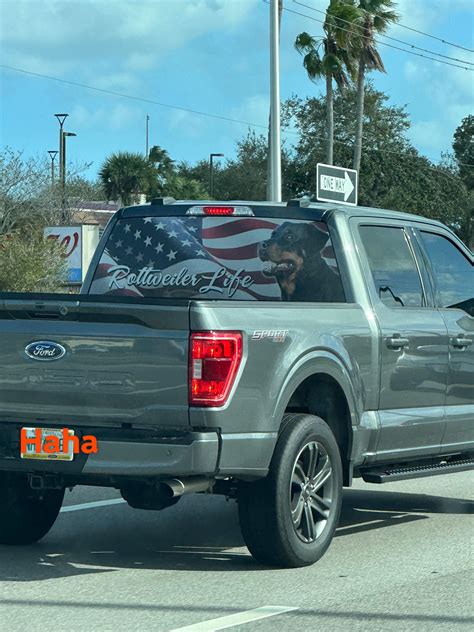 Which one of you did this ! Lol : r/Rottweiler