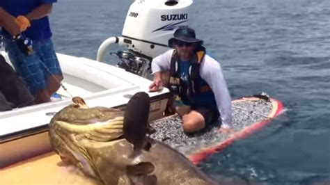 Watch Paddleboard Angler Catches Monster Fish Us News Sky News