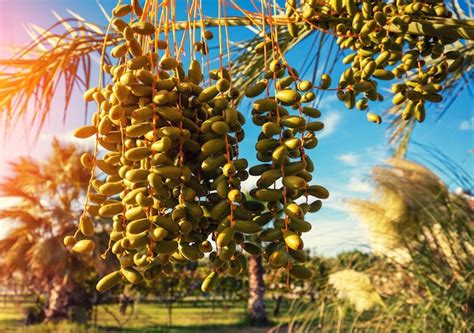 Premium Photo Palm Branch With Green Dates Date Harvest Palms