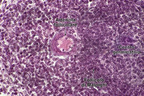 Uomo Milza Sezione Trasversale X Uomo Mammiferi Apparato