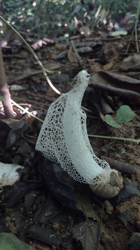 Bridal Veil Stinkhorn From El Bosque De La Lomita 29960 Palenque Chis