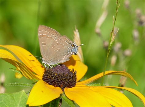 Hickory Hairstreak In July By Colettepaul Inaturalist