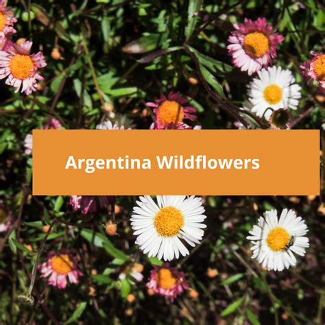Argentina Wildflowers