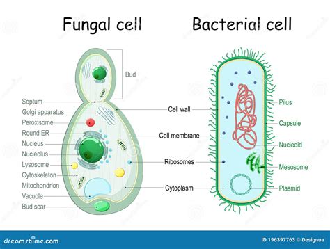 Bacteria Cell Diagram