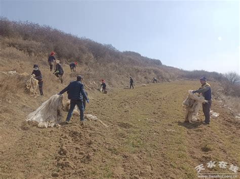 秦州区扎实开展废旧农膜清理回收利用活动图 天水在线