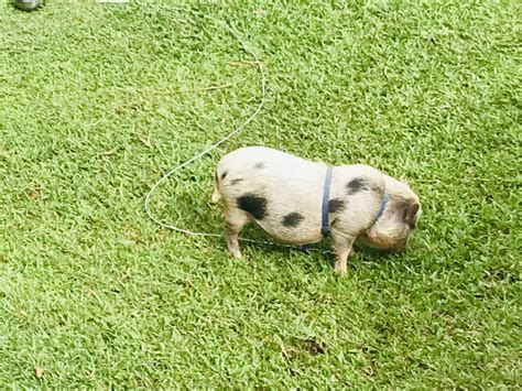 Miniature Pig For Sale In Honokaa Waipio Road Hi 1