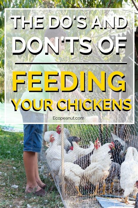 What Do Chickens Eat A Guide On What To Feed Your Chickens What To