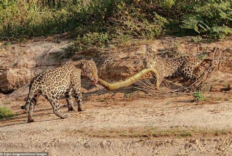 Onças pintadas são flagradas fazendo cabo de guerra sucuri no Pantanal