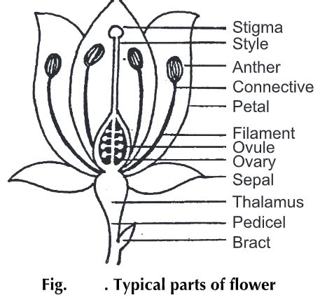 Flower Anatomy | Best Flower Site