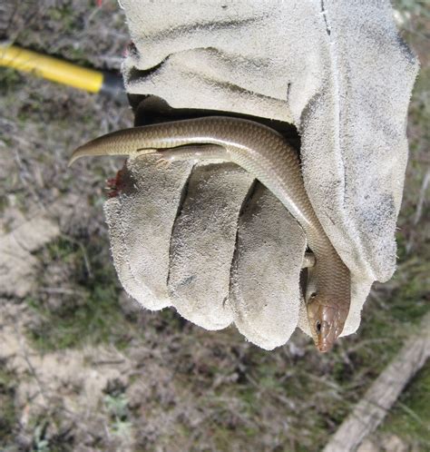 Gilbert S Skink From Ventura County Ca Usa On March At