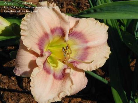 Plantfiles Pictures Daylily Mystical Rainbow Hemerocallis By