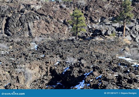 Pine Tree Growing Out Of Black Lava Field Stock Image Image Of Winter