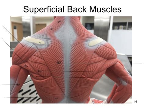 Superficial Back Muscles Diagram Quizlet