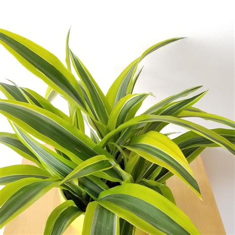 Dracaena Lemon Lime Interiorplantsca