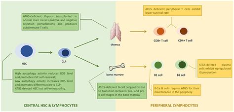 Frontiers Exploring The Role Of Autophagy Related Gene 5 Atg5