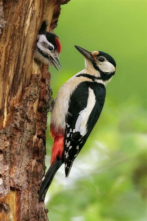 All About The Lesser Spotted Woodpecker Gardenbird Artofit