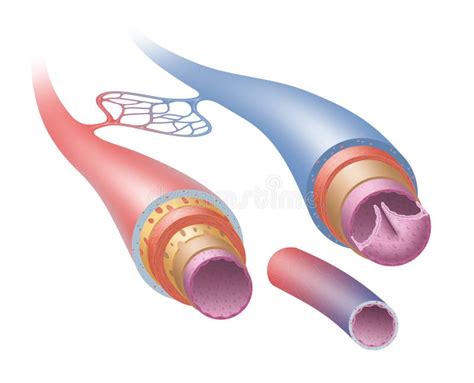 Struttura Delle Arterie Vene E Capillari Illustrazione Di Stock