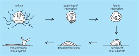 Ontogeny Reversal In The Hydromedusa Turritopsis Nutricula After S