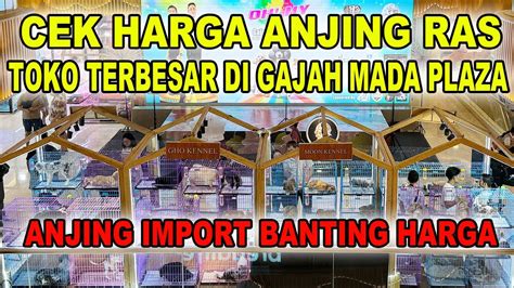 Anjing Import Banting Harga Cek Harga Anjing Ras Di Toko Terbesar