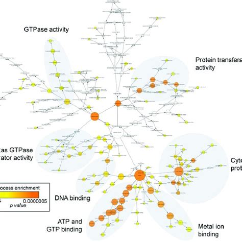 A Biological Network Gene Ontology Analysis Of All Itr Mir Novel17 Download Scientific Diagram