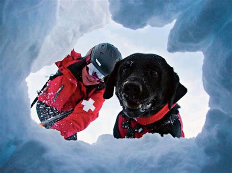 Cani da salvataggio le razze più adatte e tutte le fasi dell addestramento