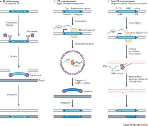 Transposable DNA elements – Part 1: basics and importance ...