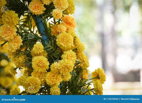 Marigold Flower bouquet stock photo. Image of bouquet - 113270344