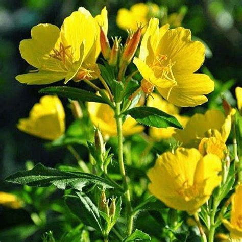 100 Seeds Perennial Oenothera Speciosa Showy Evening Primrose Wild