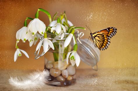 Fotos Gratis Flor Planta Blanco Florecer Vaso Tarro Florero