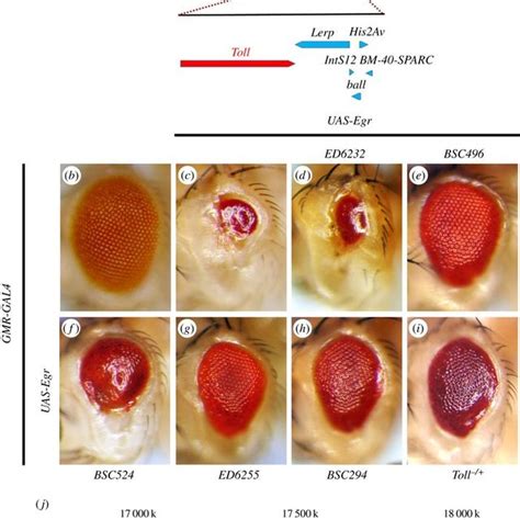 A Genetic Screen For Dominant Modifiers Of GMR Egr Induced Eye Ablation