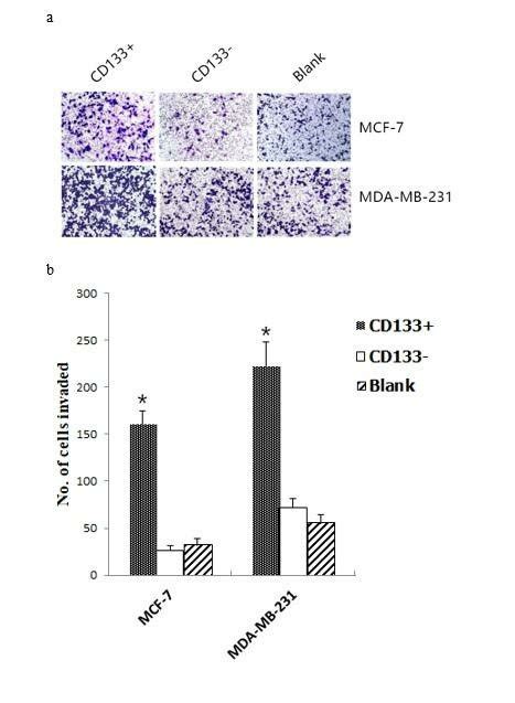 Cd133 Hpcs Enhances Breast Cancer Cell Invasion In Vitro Mcf 7 And