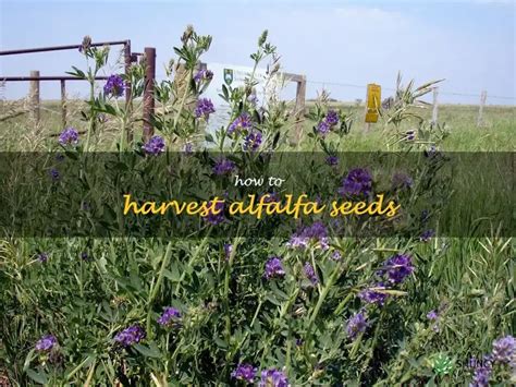 Harvesting Alfalfa Seeds: A Step-By-Step Guide | ShunCy