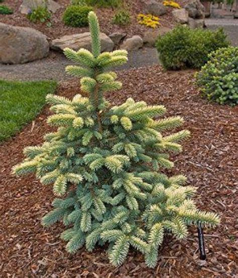 "Екатерининские сады" - Ель колючая Фрюлингс Голд (Picea pungens ...