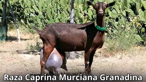 Raza de Cabra Murciana granadina Características y producción de la