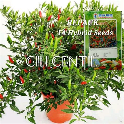 Pcs Benih Cili Cili Centil F Hybrid Hot Pepper Chili Seeds Shopee Malaysia
