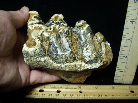 Fossilized Mastodon Molar Partial 062123k The Stones Bones