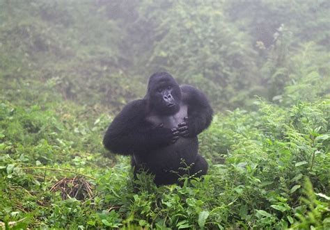 Gorilla defense mechanisms and predators | Mountain Gorillas in Bwindi