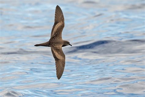 Madeira Birding Tours Madeira Birdwatching Birdquest