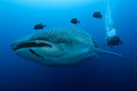 Galapagos shark - Galapagos Conservation Trust