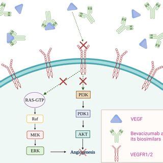 Bevacizumab and its biosimilars' mechanism of action. Upon entry,... | Download Scientific Diagram