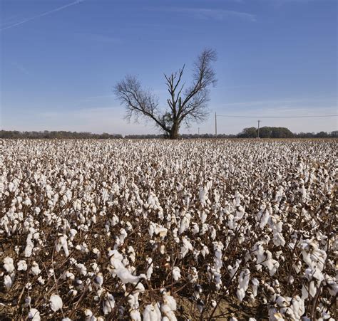 Cotton Plantations